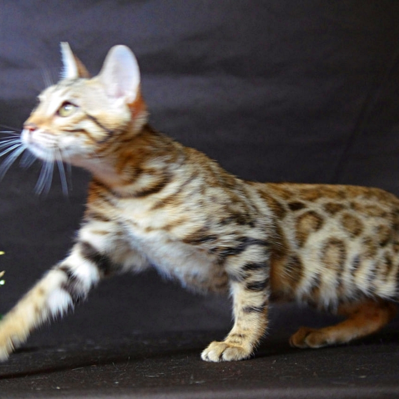 Бенгальская кошка