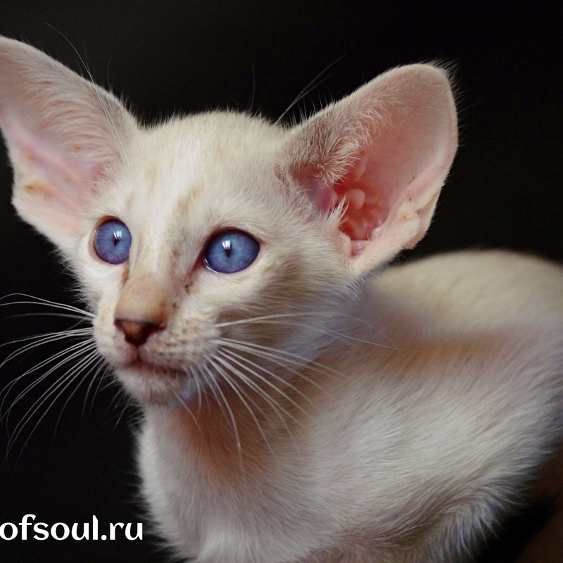 сейшела котенок