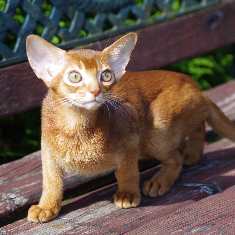 Абиссинский котенок