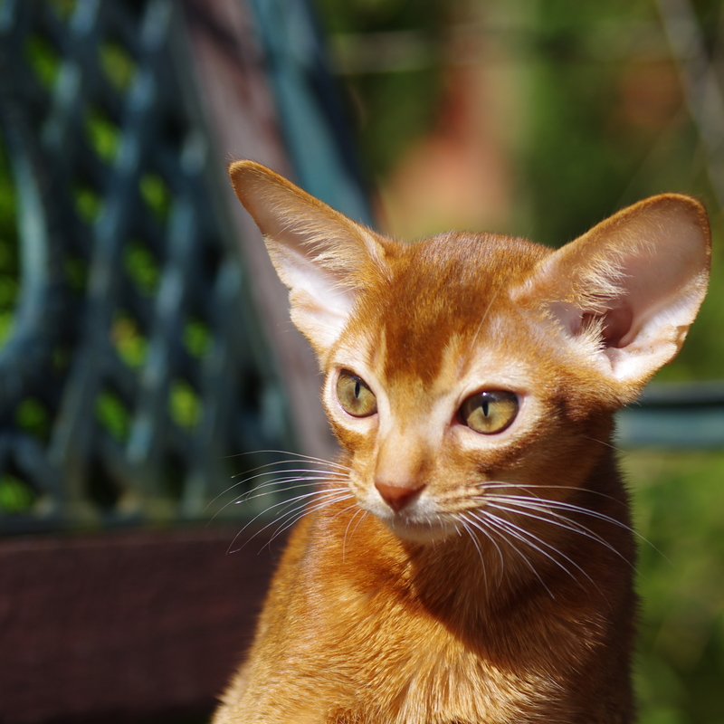 Абиссинские котята