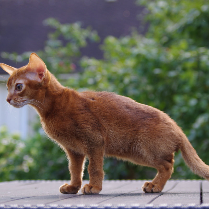 Абиссинские котята