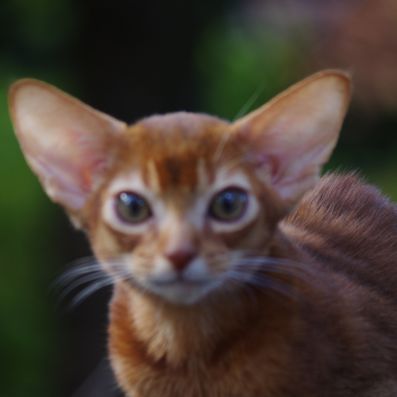 Абиссинские котята
