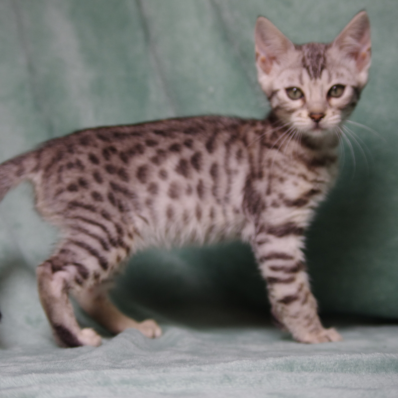 Бенгальская кошка