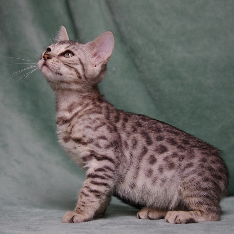 Бенгальская кошка