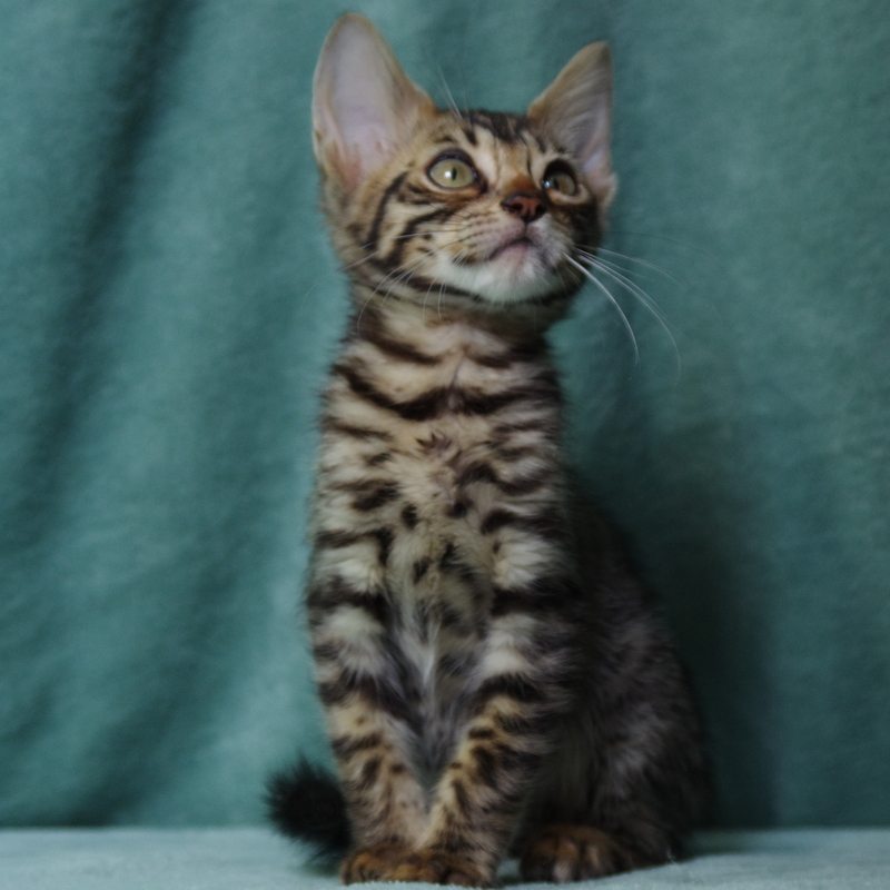 Бенгальский котик