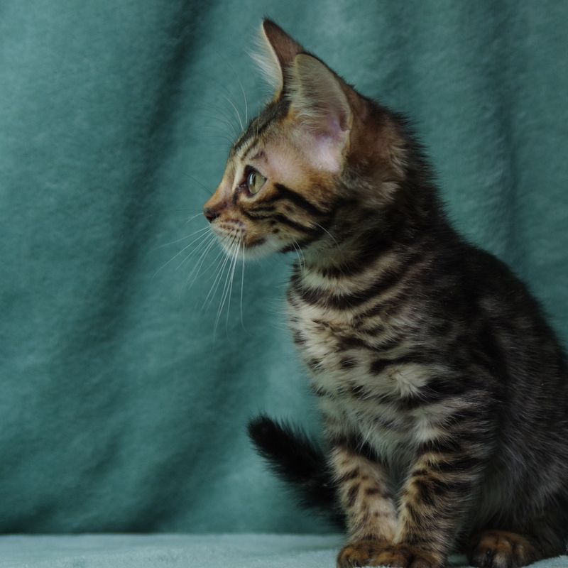Бенгальский котик