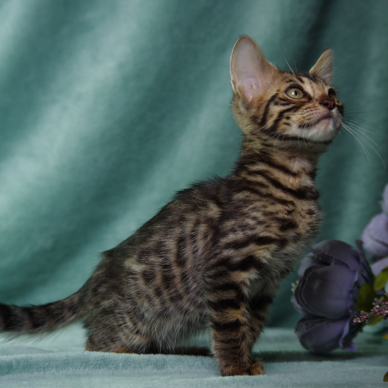 Бенгальский котик