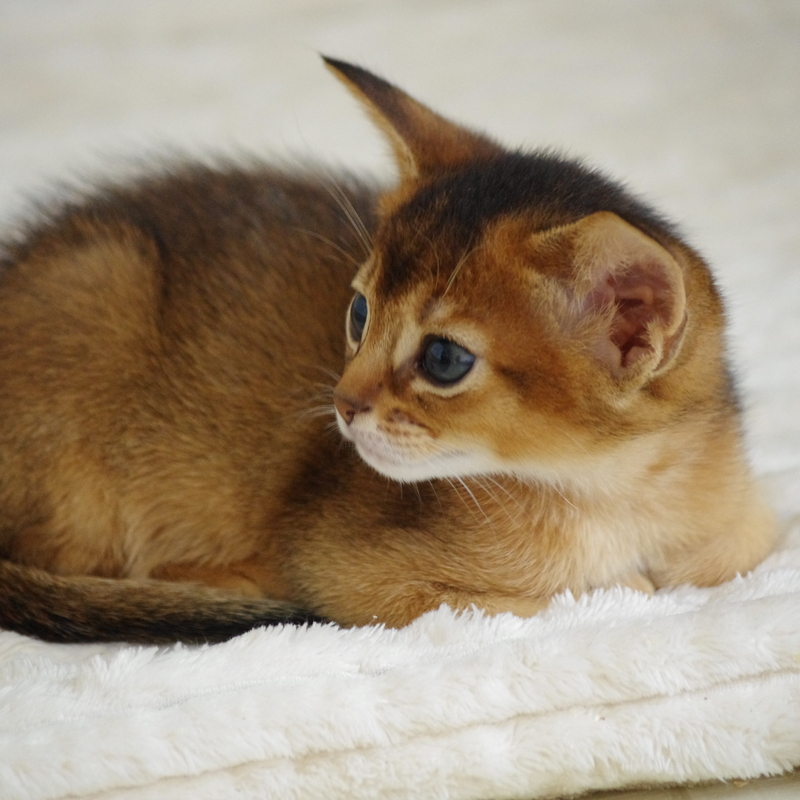 Абиссинские котята