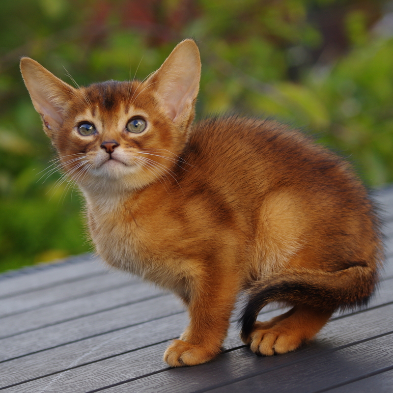 Абиссинские котята