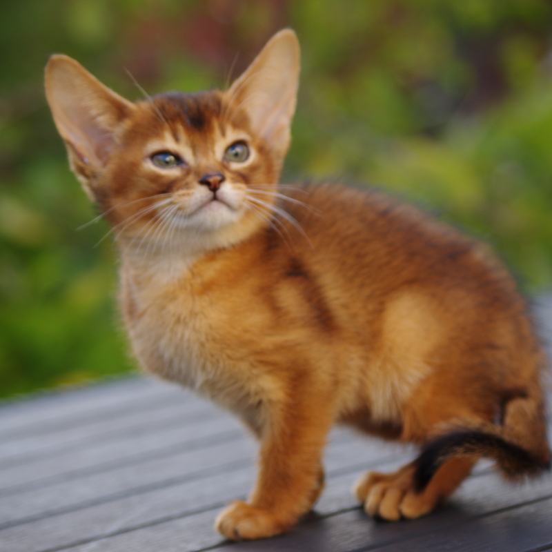 Абиссинские котята