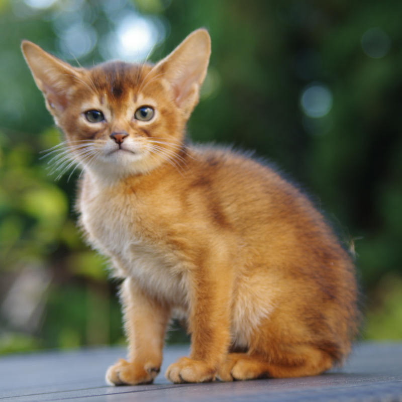 Абиссинские котята