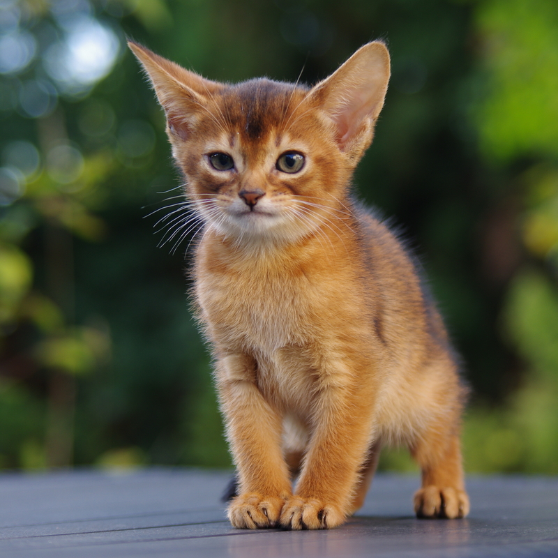 Абиссинские котята
