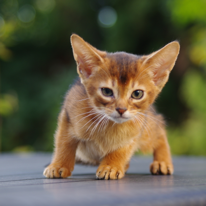 Абиссинские котята