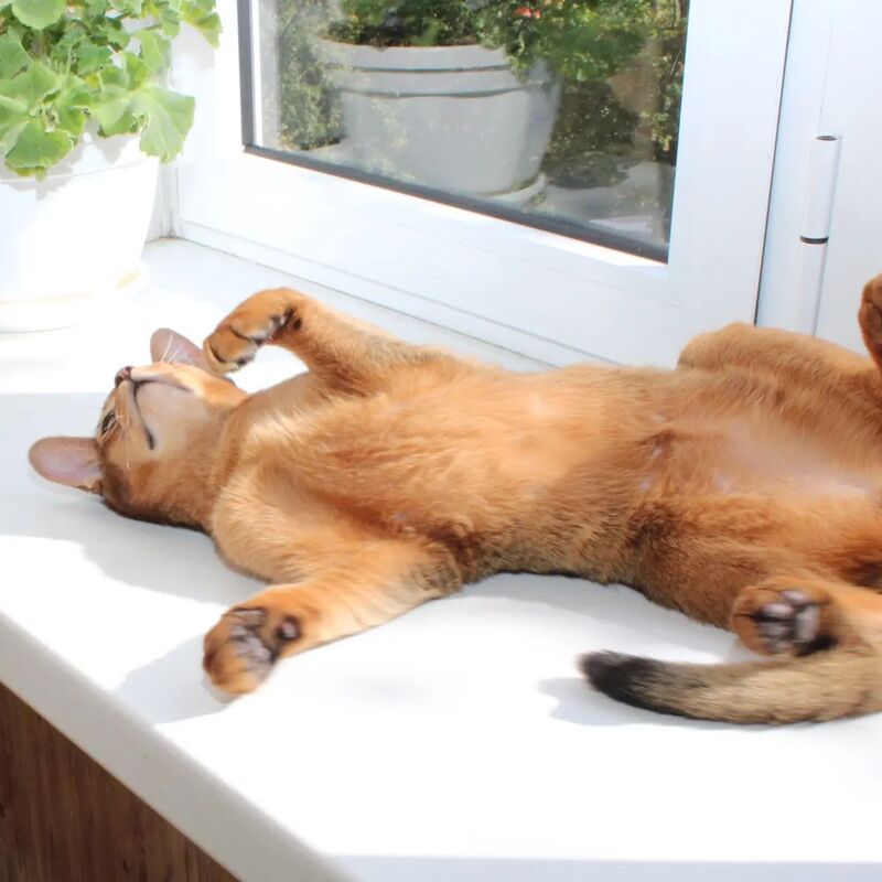 Абиссинский котенок