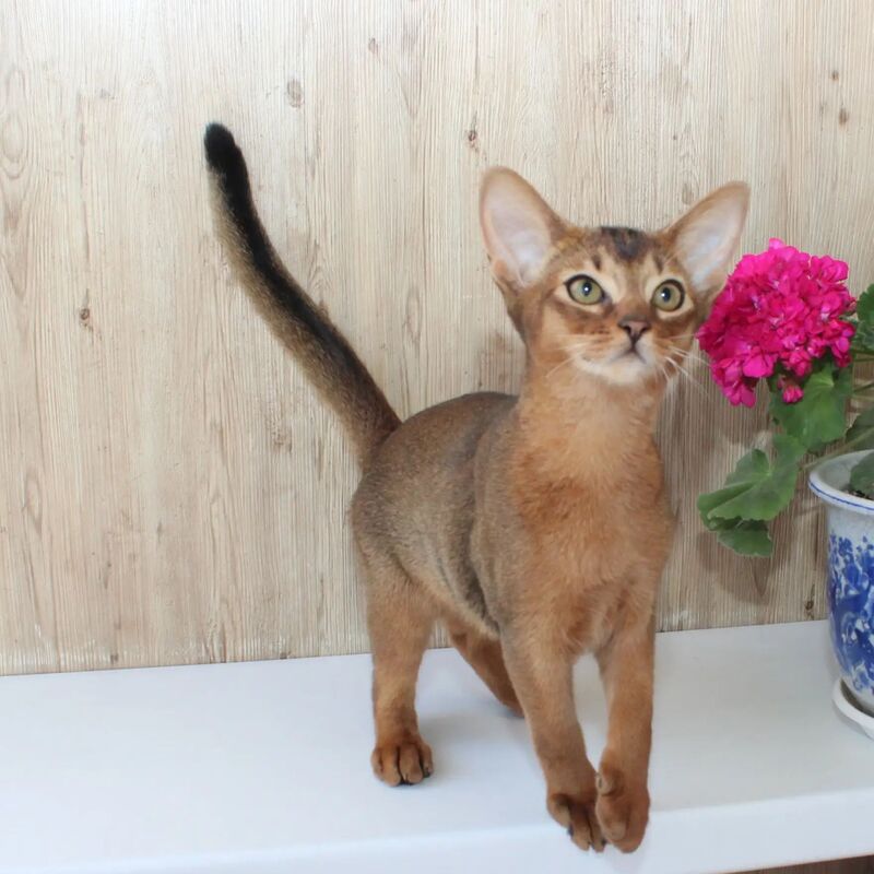 Абиссинский котенок