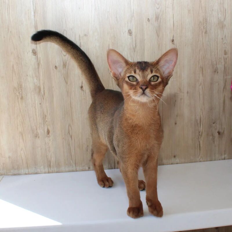 Абиссинский котенок