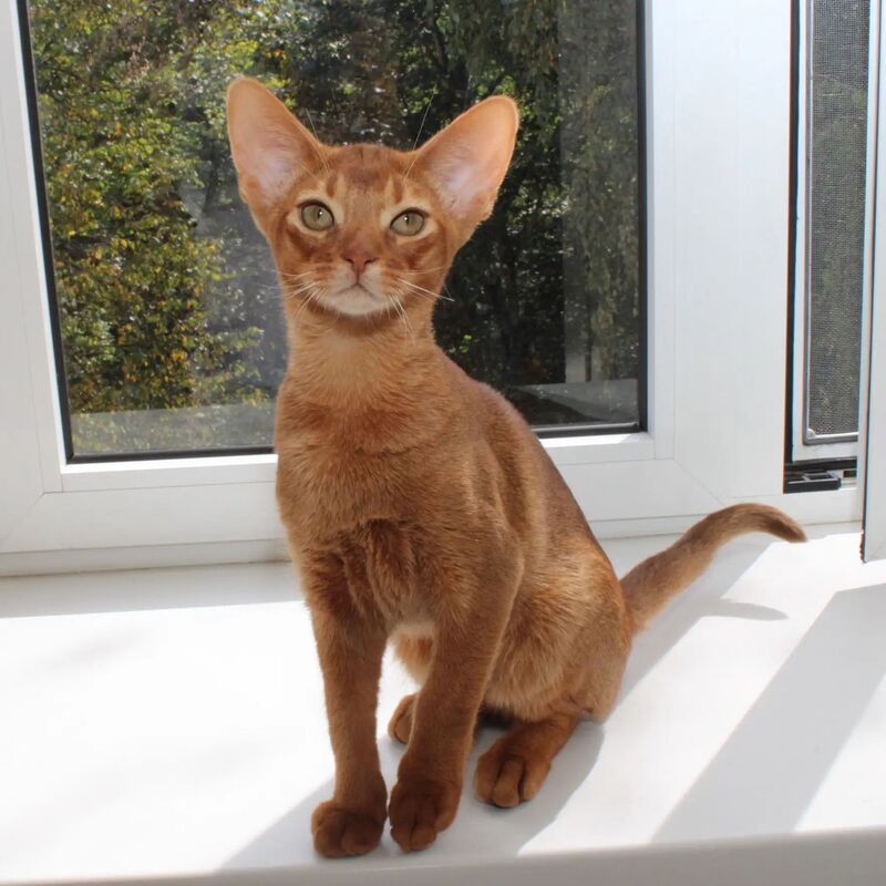 Абиссинский котенок