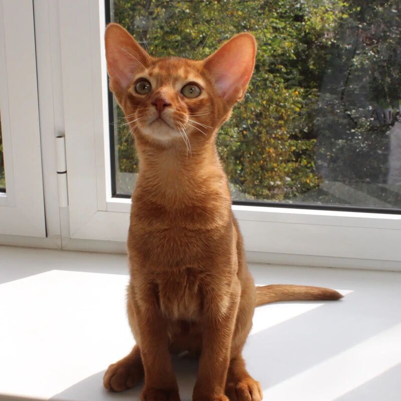 Абиссинский котенок