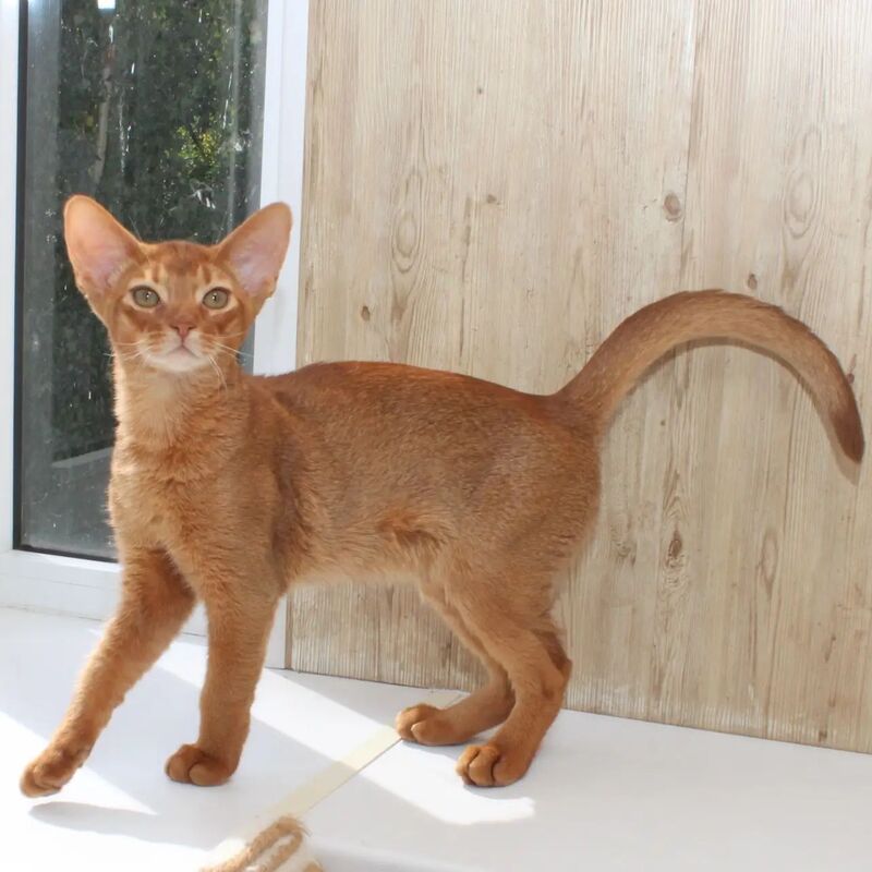 Абиссинский котенок