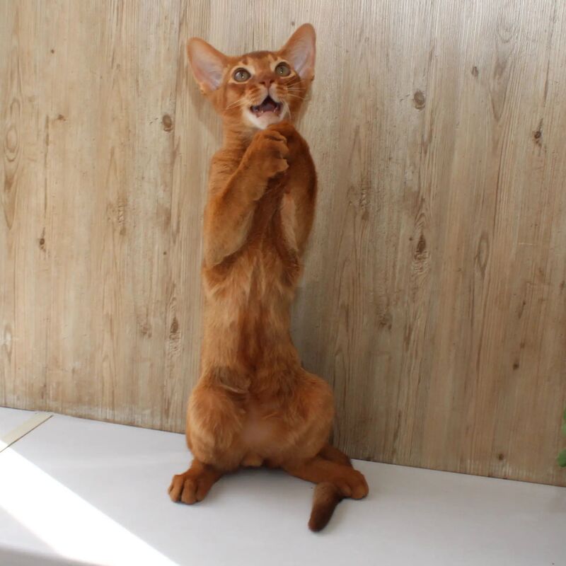 Абиссинский котенок