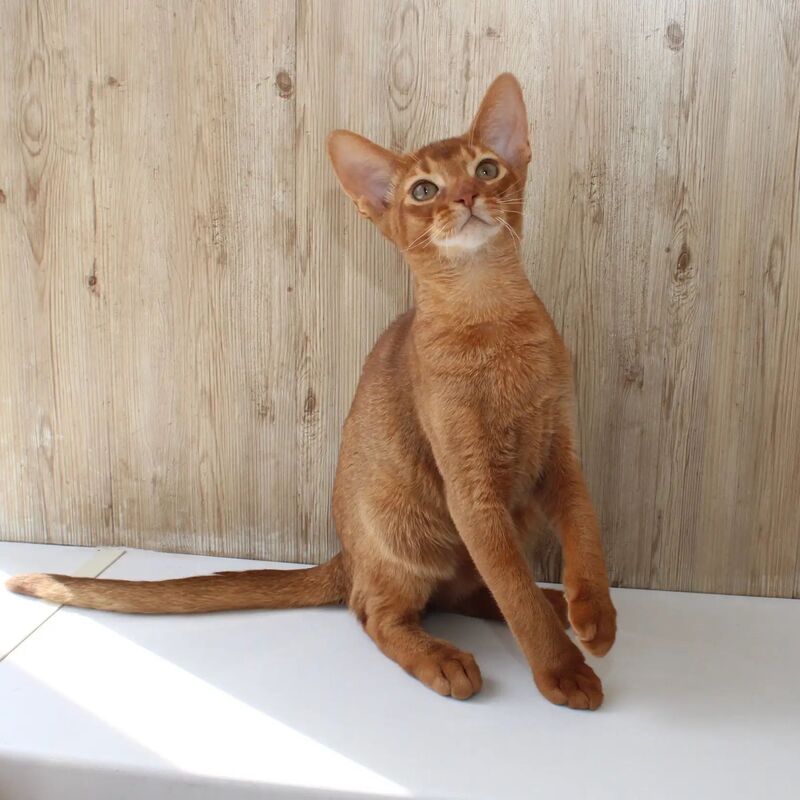 Абиссинские котята
