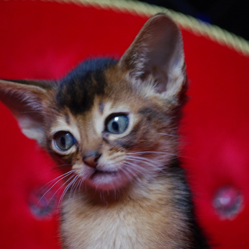 Абиссинские котята