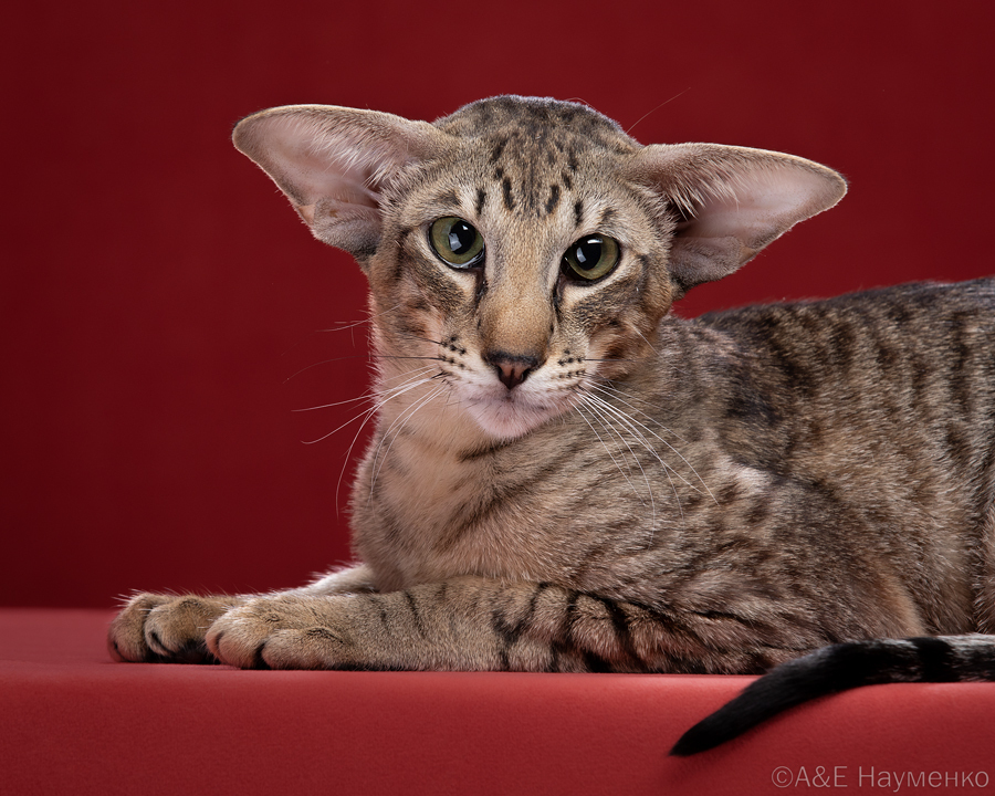 Мелман - ориентал экстрим